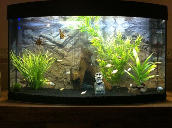 50 gallons freshwater fish tank (mostly fish and non-living decorations) - My Tank