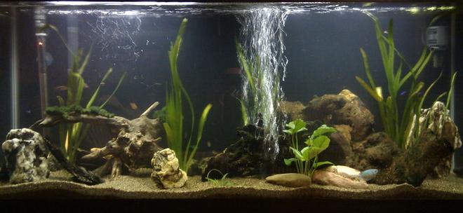 55 gallons planted tank (mostly live plants and fish) - Tetra 55 gallons