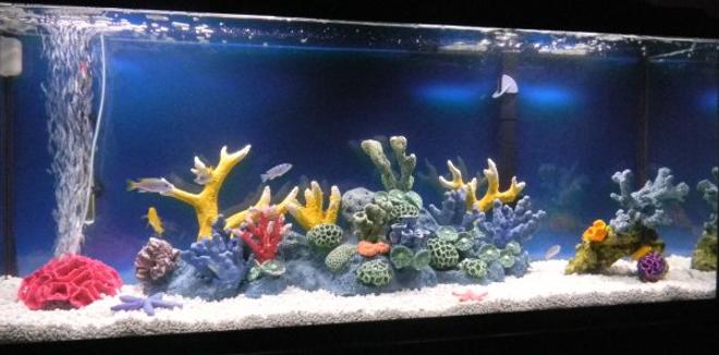 55 gallons freshwater fish tank (mostly fish and non-living decorations) - 55 Gallon African Cichlid Tank