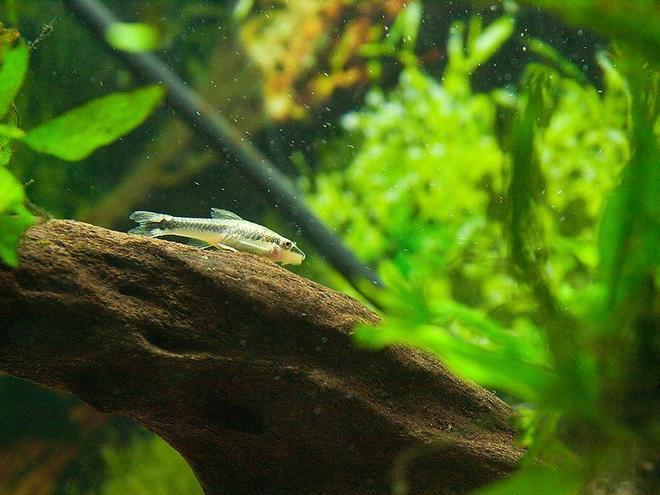 freshwater fish - otocinclus sp. - otocinclus catfish ( stocking in 33 gallons tank - oto catfish