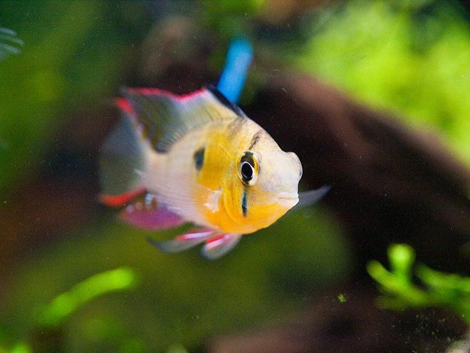 freshwater fish - microgeophagus altispinosa - bolivian ram stocking in 33 gallons tank - happy bolivian ram with full colouration