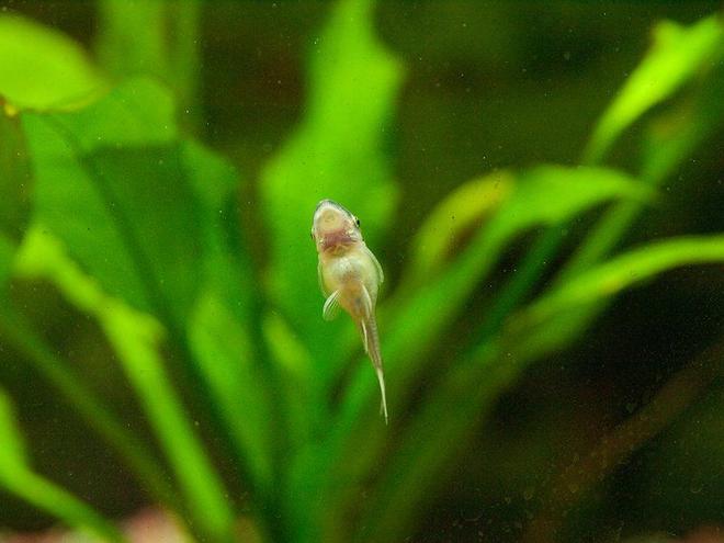 freshwater fish - otocinclus sp.) stocking in 33 gallons tank - fat oto