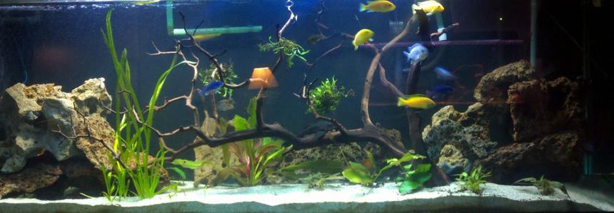 Rated #64: 125 Gallons Planted Tank - 125g planted Mbuna tank