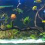 125 gallons planted tank (mostly live plants and fish) - 125g planted Mbuna tank
