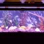 75 gallons freshwater fish tank (mostly fish and non-living decorations) - 75 GALLON FRESHWATER AQUARIUM WITH 7 GOLDFISH AND A LARGE PLECO. FILTERATION INCLUDES 2 EMPEROR 400 FILTERS(GREAT)>