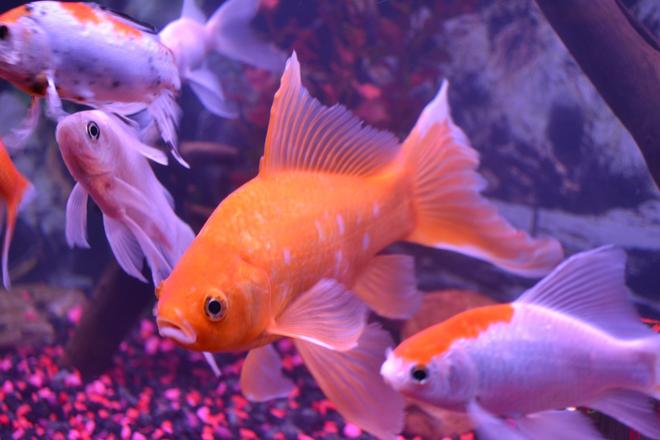 freshwater fish - carassius auratus - fantail goldfish stocking in 75 gallons tank - A FEW OF OUR FISH HAPPY!