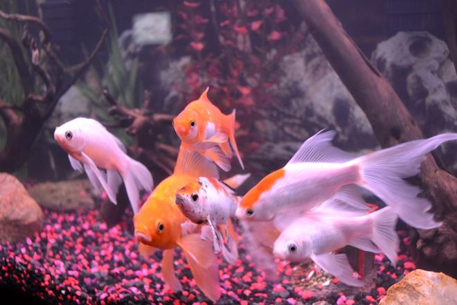 freshwater fish - carassius auratus - fantail goldfish stocking in 75 gallons tank - MIGHT BE ALL OF OUR FISH(EXCEPT PLECO)  HUDDLED UP TOGETHER AS USUAL