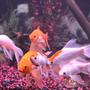 freshwater fish - carassius auratus - fantail goldfish stocking in 75 gallons tank - MIGHT BE ALL OF OUR FISH(EXCEPT PLECO) HUDDLED UP TOGETHER AS USUAL