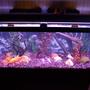 fish tank picture - ANOTHER VIEW OF THE TANK
