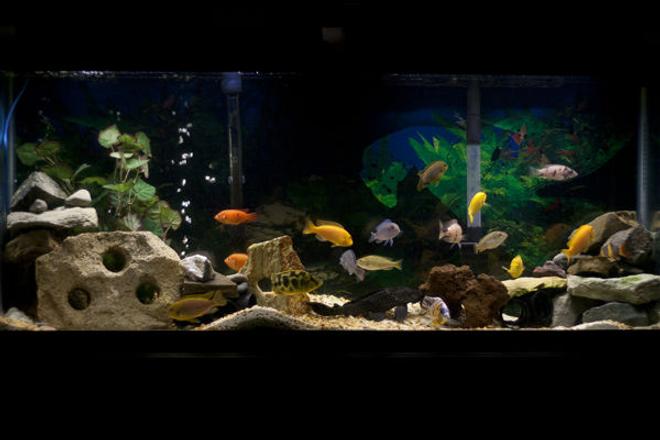 55 gallons freshwater fish tank (mostly fish and non-living decorations) - My 55 gallon African cichlid tank.