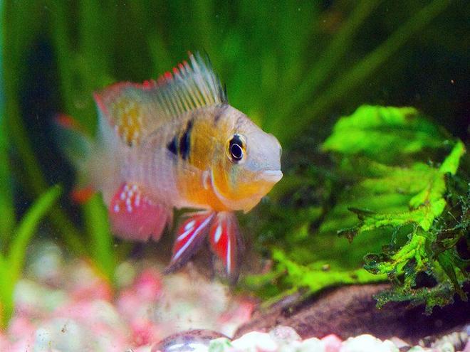 freshwater fish - microgeophagus altispinosa - bolivian ram stocking in 33 gallons tank - Bolivian ram - Face to face with gill flaring ram