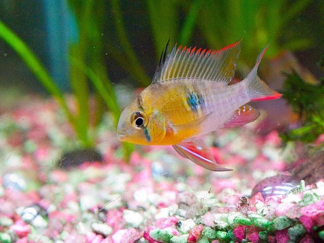 freshwater fish - microgeophagus altispinosa - bolivian ram stocking in 33 gallons tank - Full on display of colour when Bolivian ram is happy
