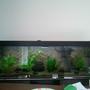 fish tank picture - 720 litre new tank start up, fish to be added