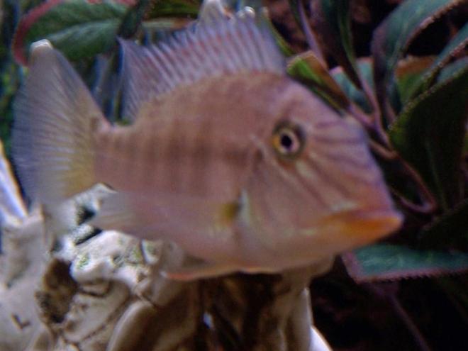 freshwater fish - geophagus jurupari - demon fish stocking in 150 gallons tank - Geophagus Jurupari in the 72 gallon bowfront