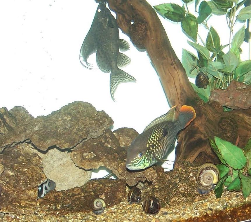 Rated #980: Freshwater Fish - Aequidens Rivulatus - Green Terror Stocking In 150 Gallons Tank - 5 inch Green Terror, 3" Convict, in the 150