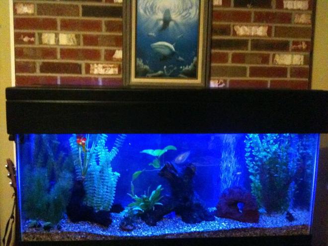 55 gallons freshwater fish tank (mostly fish and non-living decorations) - getting the 55,fresh ready for night with the actinic.....