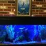55 gallons freshwater fish tank (mostly fish and non-living decorations) - getting the 55,fresh ready for night with the actinic.....
