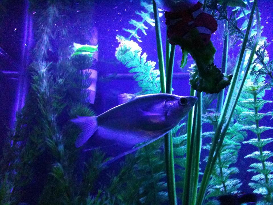 freshwater fish - trichogaster microlepis - moonlight gourami stocking in 55 gallons tank - moonlight gourami (Trichogaster microlepis)under an actinic light in the 55 devouring cooked broccoli....