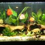75 gallons planted tank (mostly live plants and fish) - my fist try at dicus. 3 of them are going to be given to a friend so it wont look as full in the future