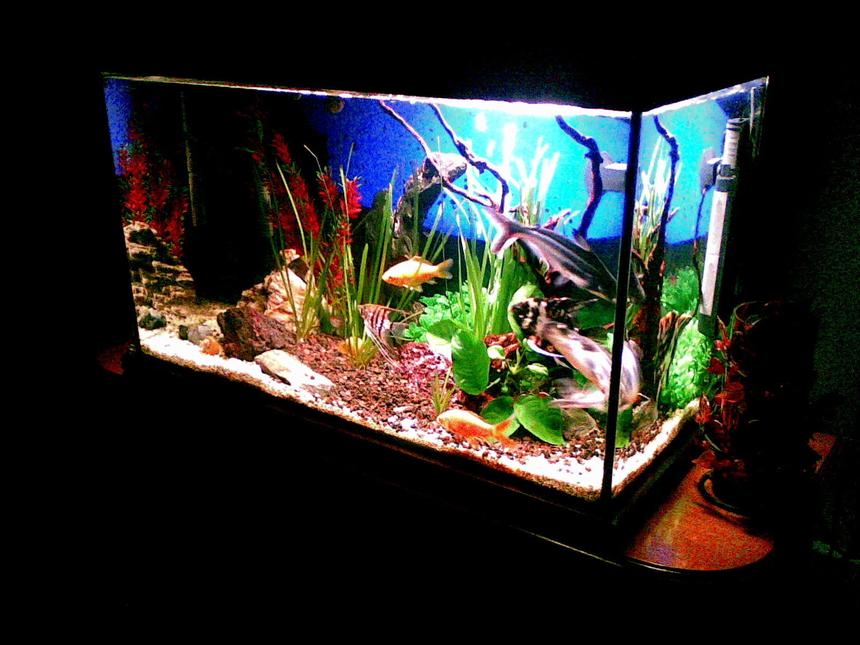 Rated #105: 100 Gallons Freshwater Fish Tank - ....
