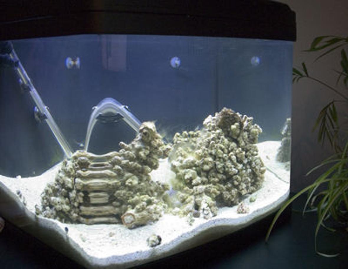 fish tank picture - A Biocube tank
