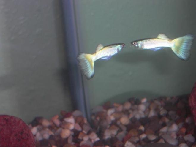 freshwater fish - poecilia reticulata - silver streak flamingo guppy stocking in 30 gallons tank - Male Guppy
