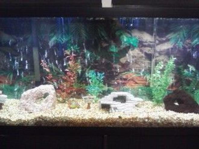 55 gallons freshwater fish tank (mostly fish and non-living decorations) - getting started
