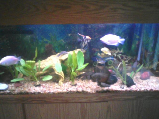 125 gallons planted tank (mostly live plants and fish) - my recently updated 125 gallon with some live plants