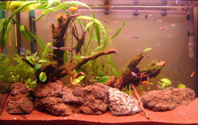 65 gallons freshwater fish tank (mostly fish and non-living decorations) - This tank was set-up three weeks ago and it is still in progress.