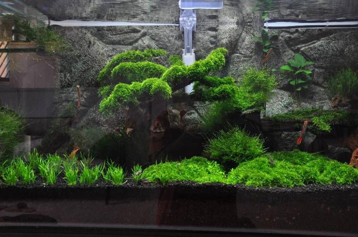 45 gallons planted tank (mostly live plants and fish) - my first attempt to make a planted tank..