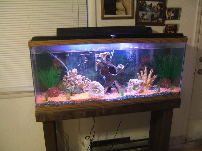55 gallons freshwater fish tank (mostly fish and non-living decorations) - Living room tank