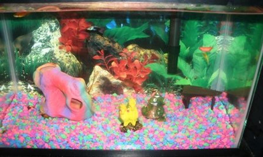 Rated #4302: 20 Gallons Freshwater Fish Tank - my lil girls 5 gal
