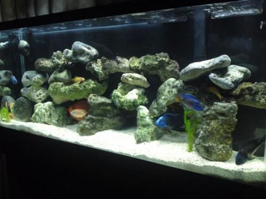 Rated #34: 55 Gallons Freshwater Fish Tank - Filtration:Marineland 360 Canister Filter, Marineland Emperor 400 & Koralia 1050 for circulation

Lighting:x2 24" Marineland Double Bright LED lights

Feeding: x2-3 times daily - Dianichi Color FX & Supreme, Grand Sumo Red, Cyclop-eeze flakes, Tetra Color Cichlid sticks & flakes, Bloodworms & Dried Baby Shrimp

1 	Blood Parrot 	
2 	Golden Chinese Algae - Gryunocheilus Aymonieilus 	
1 	White Spotted cichlid - Tropheus duboisi 	
1 	Red Shoulder Peacock - Aulonocara stuartgranti (Metangula) 	
1 	Flametail Peacock - Aulonocara stuartgranti (Ngara) 	
4 	Tiger Barbs 	
2 	Giraffe Cichlid - Nimbochromis venustus (juvenile) 	
1 	Eureka Red - Aulonocara Jacobfreiberg (juvenile) 	
1 	Ruby Red - Aulonocara Rubescens (juvenile)