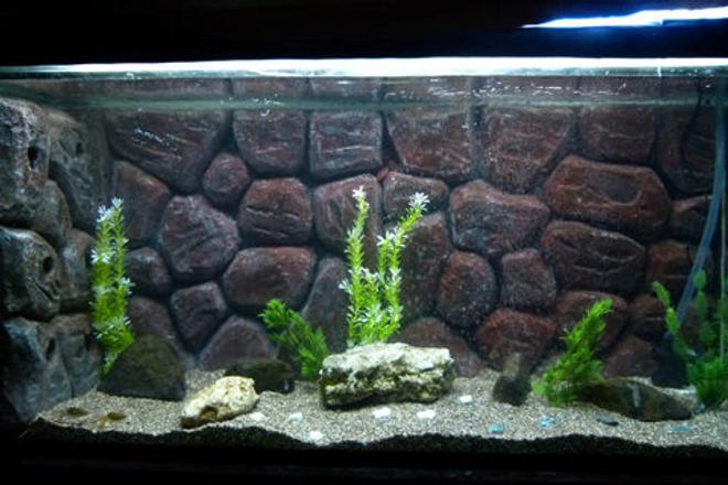 50 gallons freshwater fish tank (mostly fish and non-living decorations) - my new DIY
