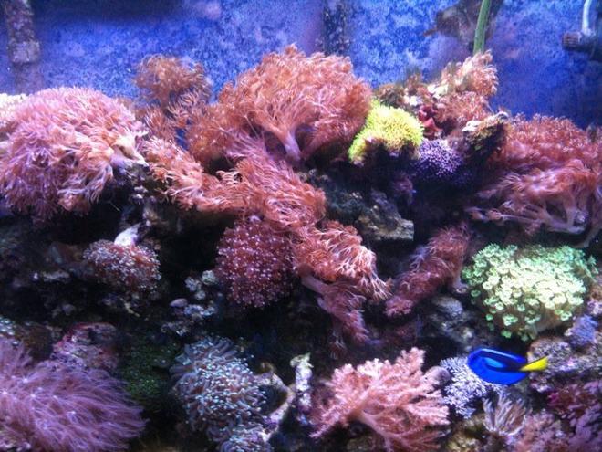 60 gallons reef tank (mostly live coral and fish) - Reef Tank One Year Old