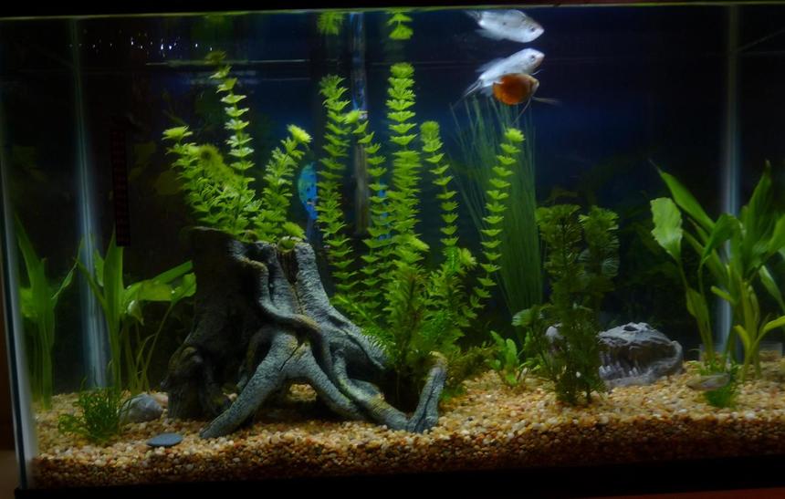 Rated #141: 29 Gallons Planted Tank - The white fish was given to me and has since died :/ he was a pretty old guy
