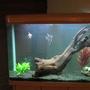 365 gallons freshwater fish tank (mostly fish and non-living decorations) - Freshwater tank category day view 31 cardinal tetras 2 angels driftwood rock live plants and plastic plants