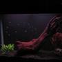 fish tank picture - night view 31 cardinal tetras 2 angel fish rock driftwood live and plastic plants