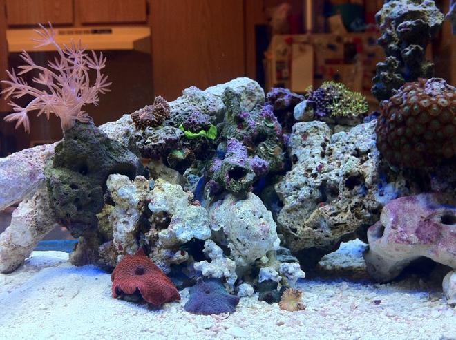 10 gallons reef tank (mostly live coral and fish) - 6 week old nano