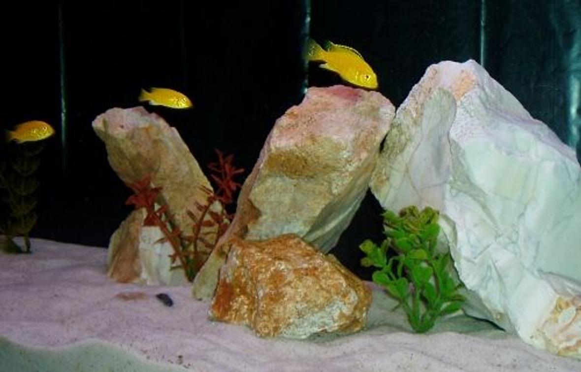 freshwater fish - labidochromis caeruleus - electric yellow cichlid - Yellow Lab Cichlids
