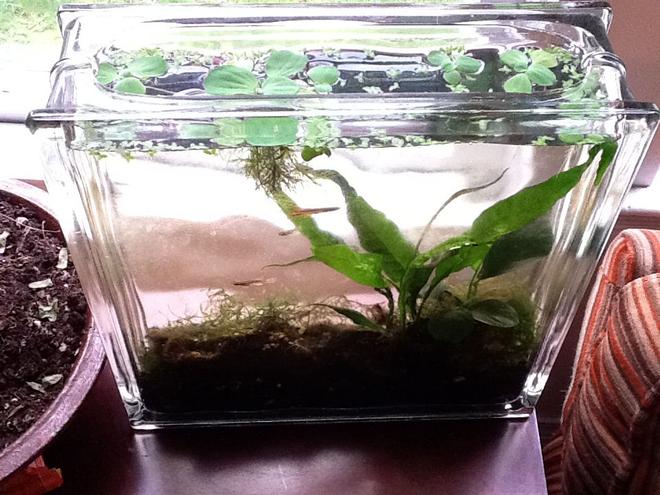 2 gallons planted tank (mostly live plants and fish) - Killifish tank