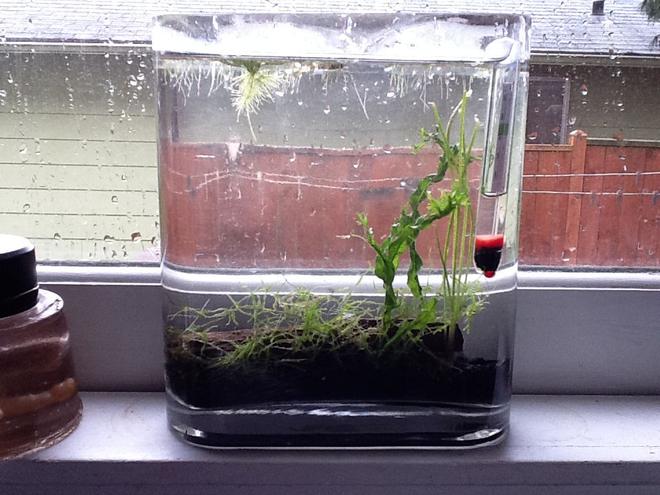 2 gallons planted tank (mostly live plants and fish) - Killifish tank