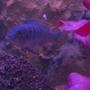 freshwater fish - maylandia greshakei - red top cobalt zebra stocking in 40 gallons tank - Ice Blue