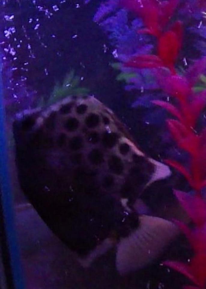 freshwater fish - scatophagus argus - spotted scat stocking in 40 gallons tank - Tiger Scat