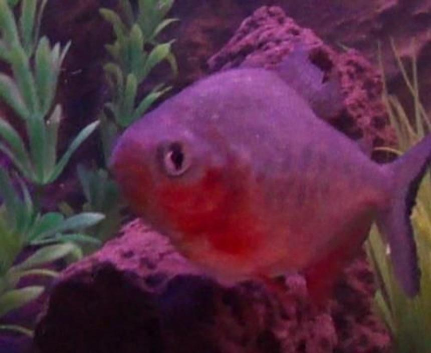 Rated #1108: Freshwater Fish - Piaractus Brachypomum - Red Belly Pacu Stocking In 40 Gallons Tank - Paku Piranah