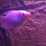 freshwater fish - helostoma temmincki - kissing gourami stocking in 40 gallons tank - Gourami