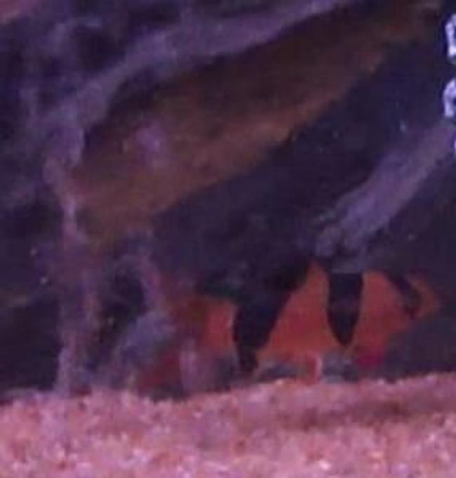 freshwater fish - botia macracantha - clown loach stocking in 40 gallons tank - Clown Loach