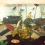 55 gallons freshwater fish tank (mostly fish and non-living decorations) - 55 gallon african tank