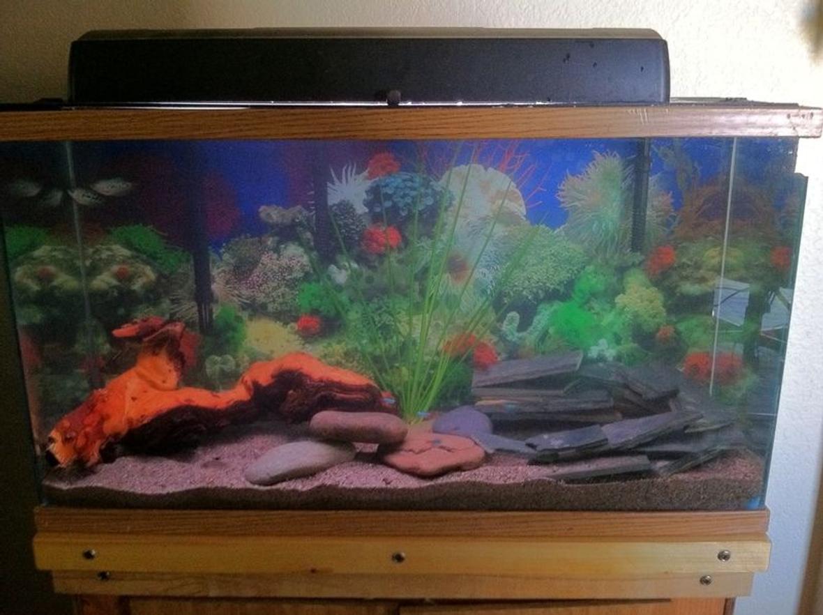 20 gallons freshwater fish tank (mostly fish and non-living decorations) - Mopani wood, riverrock, play sand, tile. Neon Tetras, Julie Cories, Opaline Gourami, Ghost Shrimp, Angelfish.