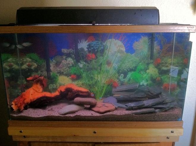 20 gallons freshwater fish tank (mostly fish and non-living decorations) - Mopani wood, riverrock, play sand, tile. Neon Tetras, Julie Cories, Opaline Gourami, Ghost Shrimp, Angelfish.